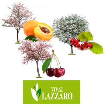 produzione cipressi | Vivailazzaro.it