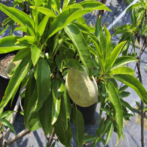 Dwarf almond tree - Vivai Lazzaro